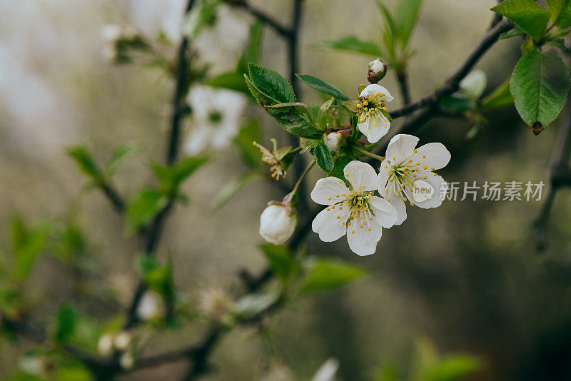 春天白色花朵