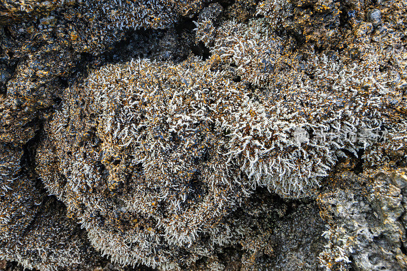 留尼旺岛熔岩流中的地衣