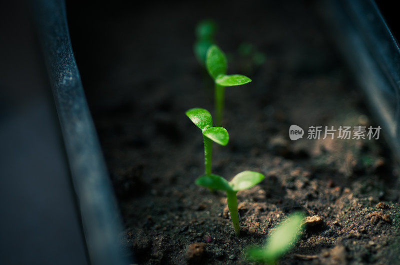 植物幼苗在早晨的阳光下生长缓慢