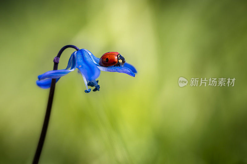 瓢虫休息在锡拉花