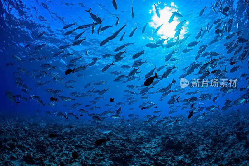 浅水大眼睛鲹，蓝角，帕劳，密克罗尼西亚