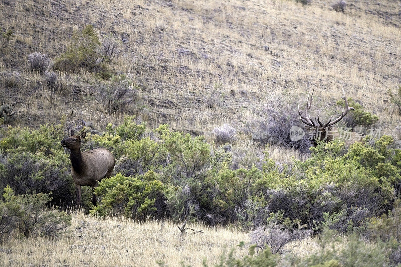 在交配季节，公麋鹿在高大的灌木丛中追逐一头母麋鹿