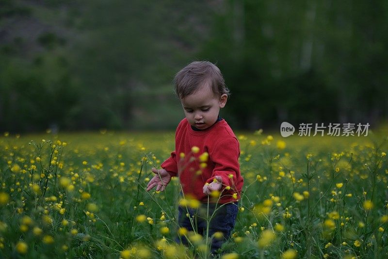 小男孩在黄花地里摘花