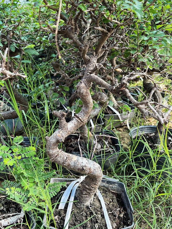 塑胶盆内s形弯树干的死盆景树特写，展示在园中心苗圃内的盆景树，重点放在前景
