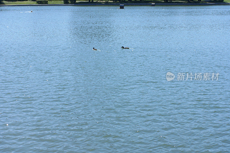 在干燥晴朗的夏日，城市公园池塘的水面上泛起涟漪