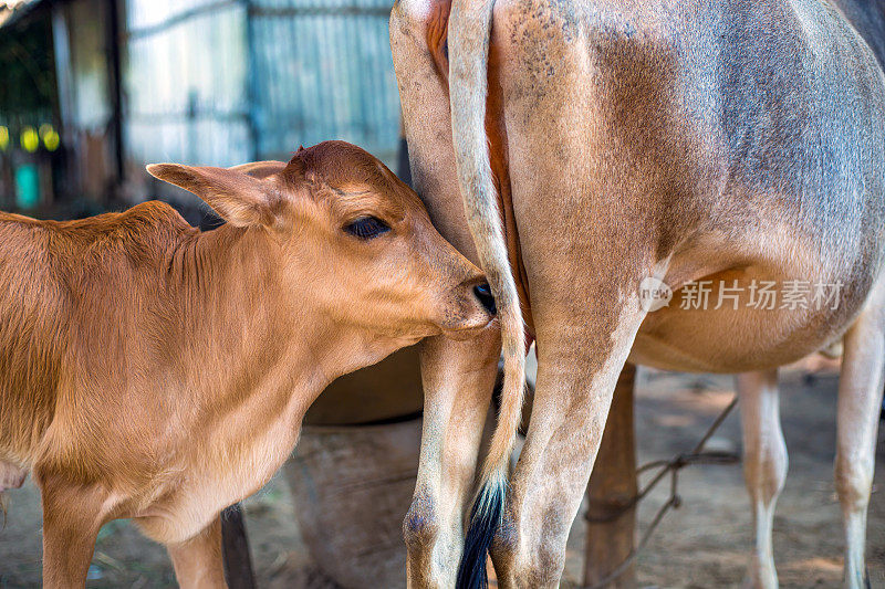 一头牛的背和一头准备喝母牛奶的小牛。这头母牛要去喂她的小牛