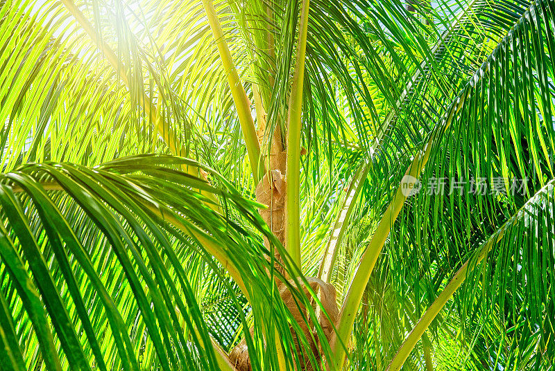 在美丽的夏威夷莫洛凯岛上的卡普埃瓦椰林的棕榈树的细节