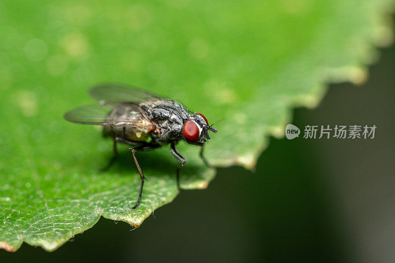 用鲜红的眼睛在绿叶上飞翔