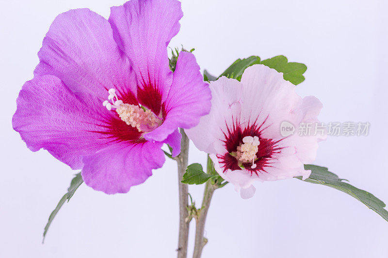 一张芙蓉花在白色背景上绽放和生长的照片。百合花盛开，芙蓉花蕾绽放。