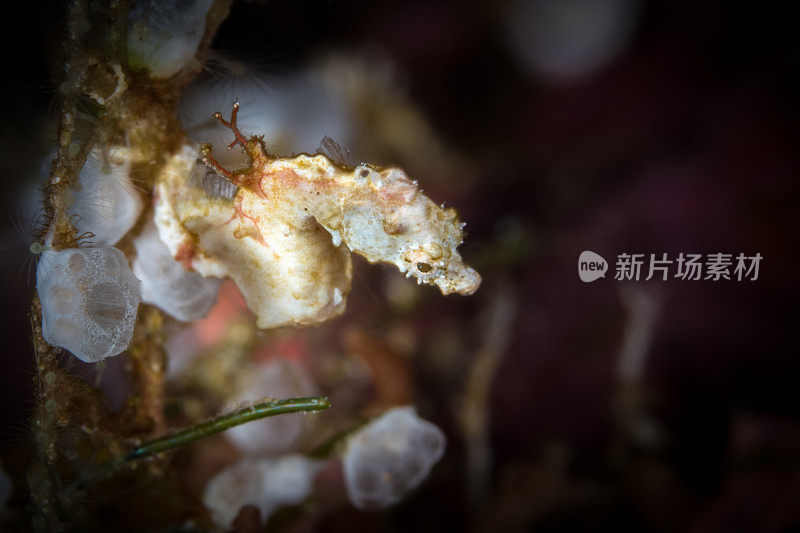 珊瑚礁上的侏儒海马-海马蓬托希