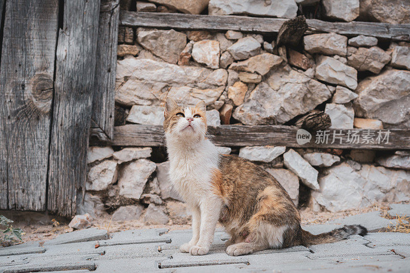 流浪猫在老旧的废弃石屋前的街道上