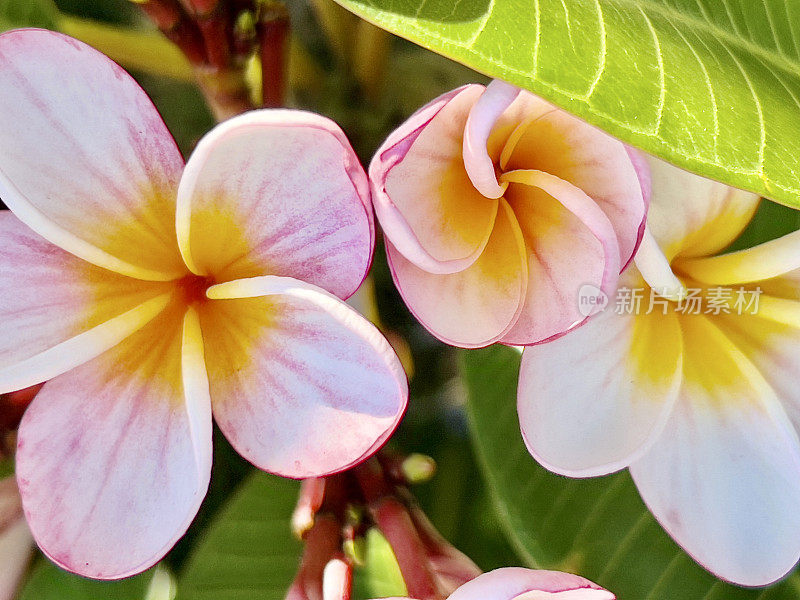 鸡蛋花特写镜头