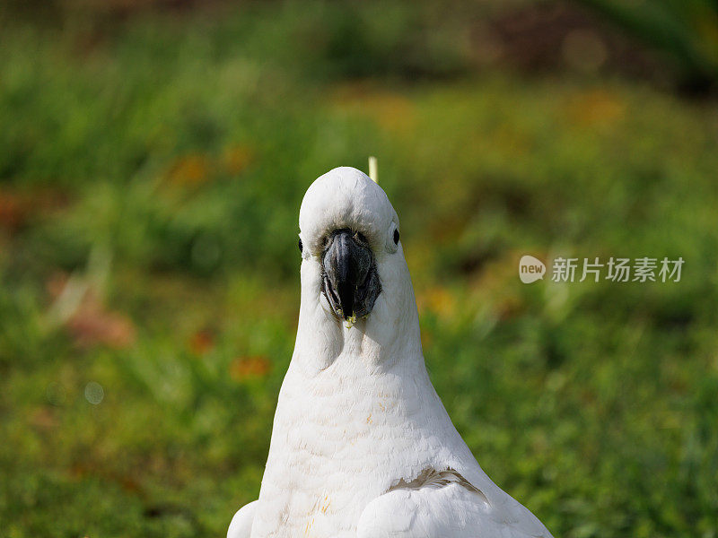 硫冠凤头鹦鹉，仙人掌