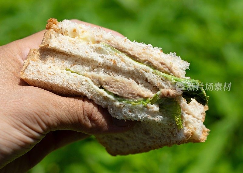手拿金枪鱼三明治-绿色背景。