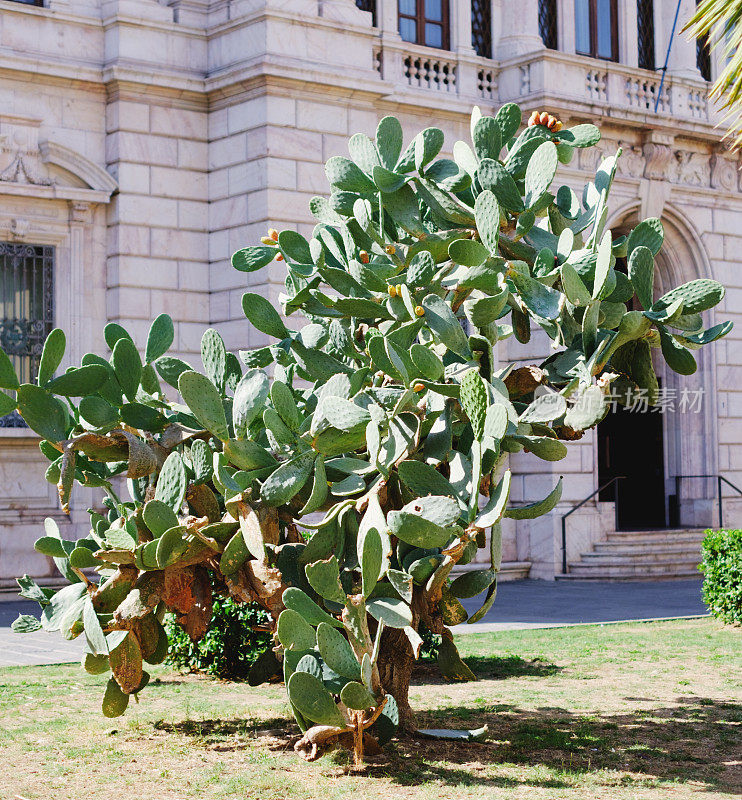 比萨市中心的大型刺梨植物