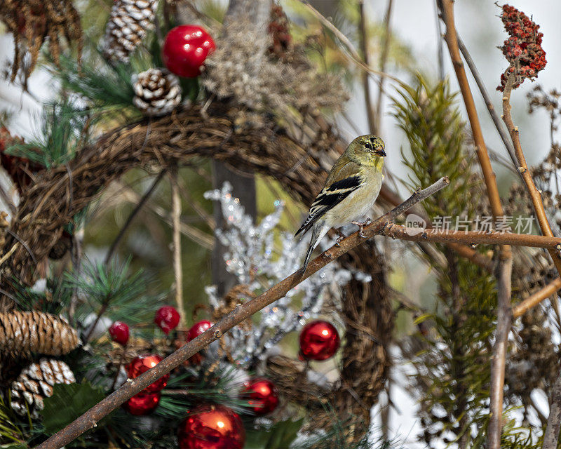 芬奇图片社。圣诞花环和美洲金翅雀。