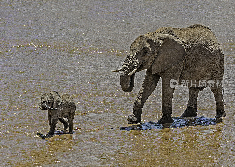 非洲丛林象或非洲草原象(非洲象)。桑布鲁国家保护区。在河里。母鲸和幼鲸。