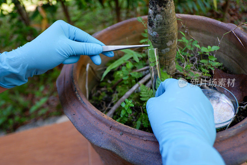 植物科学研究，染色体DNA与遗传，科学家研究。