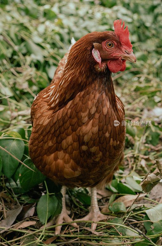 后院自由放养的棕色鸡。