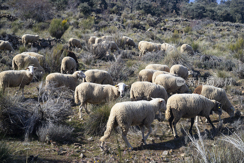 在西班牙，羊群在移动
