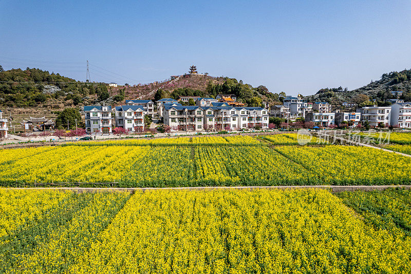 乡村油菜花田的鸟瞰图