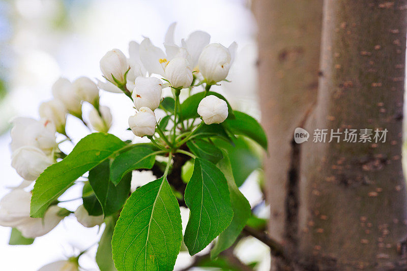 白苹果花