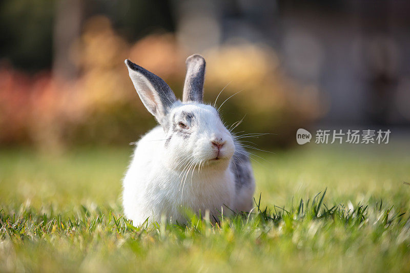 小白兔正坐在森林里的草地上。