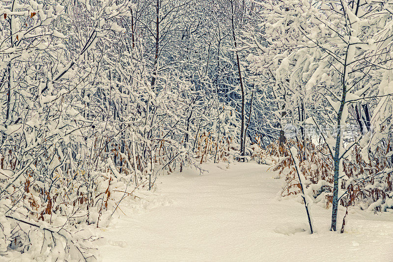 被雪覆盖的树木