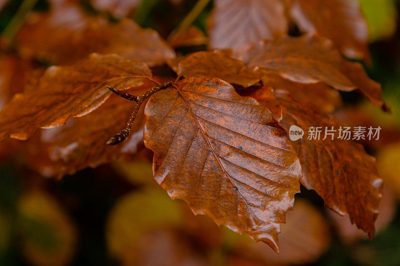森林里的秋天。黄色的角木叶子特写在一个美丽的模糊背景与散景