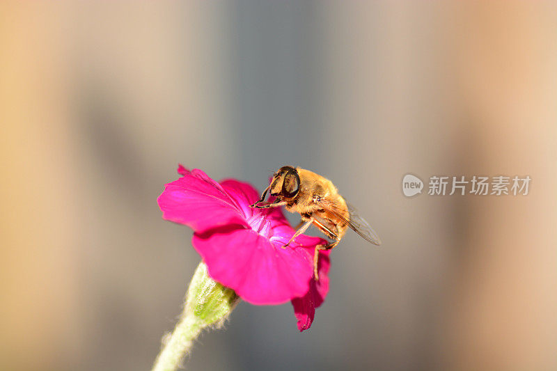 觅食的蜜蜂。