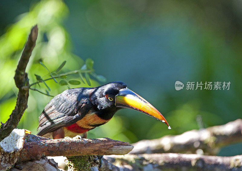 专注的火嘴阿拉卡里，哥斯达黎加