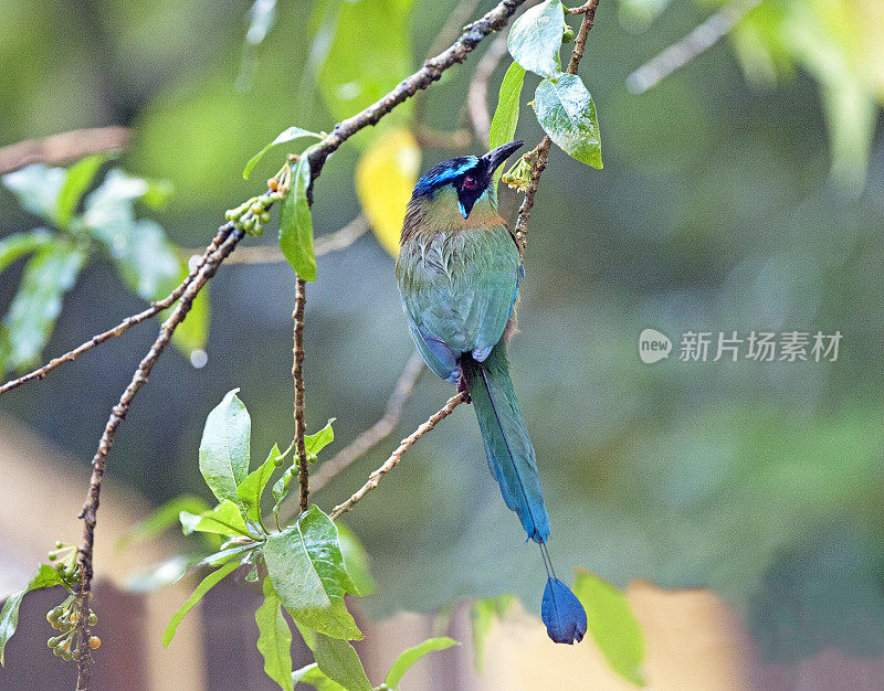 哥斯达黎加蒙特维德，背对镜头，树枝上的蓝冠摩莫特