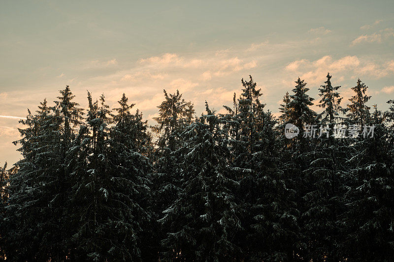 蓝蓝的天空下，白雪皑皑的杉树顶