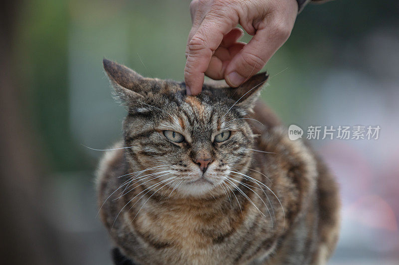 愤怒的流浪猫。