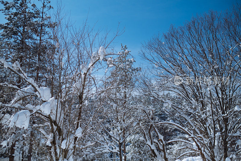 冬季景观，白雪覆盖的树木和阳光