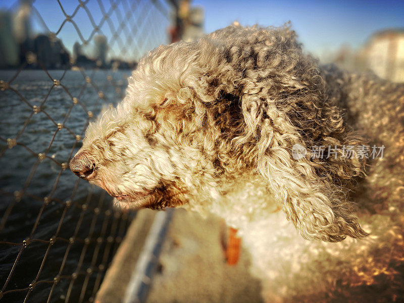 码头上的拉布拉多犬肖像