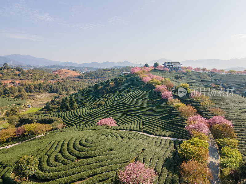 早上在绿茶园里种植的一排排樱桃树的鸟瞰图