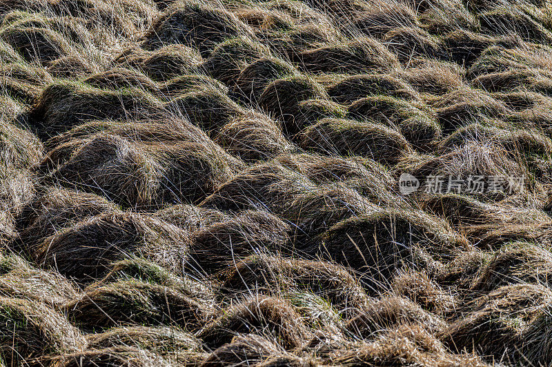 外赫布里底群岛刘易斯岛上的Tussock草。
