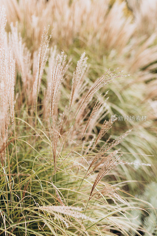 摘要软质植物白刺草的自然背景。潘帕斯草原上的草有模糊的散景，干燥的芦苇有波西米亚风格。秋天，毛茸茸的高草茎