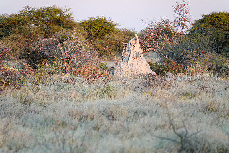 纳米比亚库内地区埃托沙国家公园的蚁丘