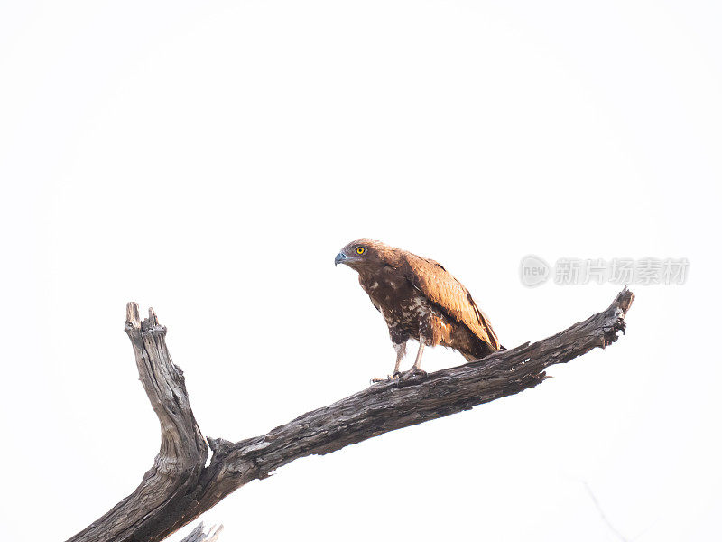 褐蛇鹰