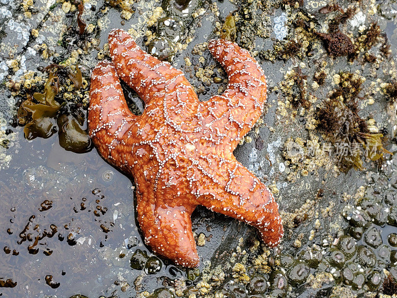 落潮时加州岩石海岸上的橙色海星