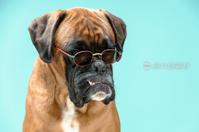 戴着墨镜的拳师犬的特写肖像。
