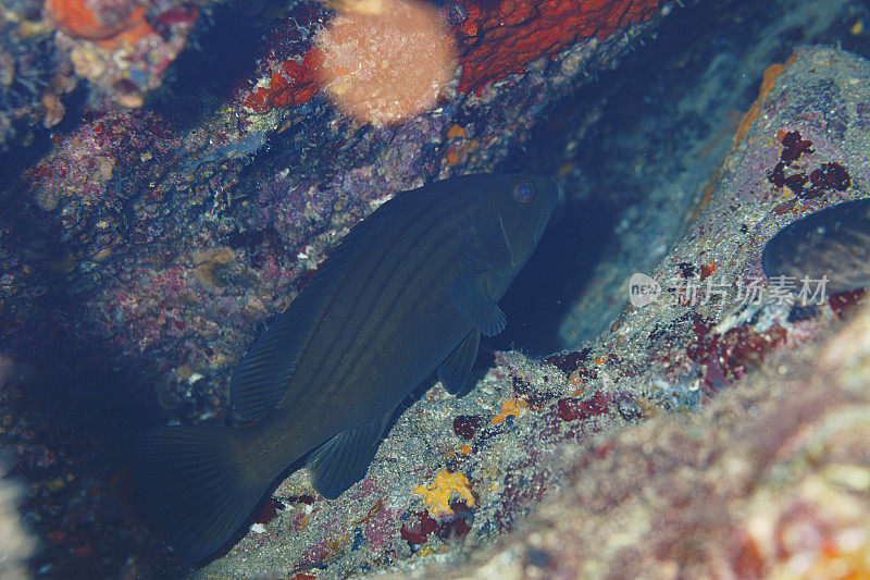 水中动物石斑鱼水下的海洋生物地中海水肺潜水员的观点