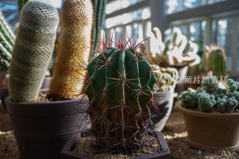 沙漠植物，仙人掌