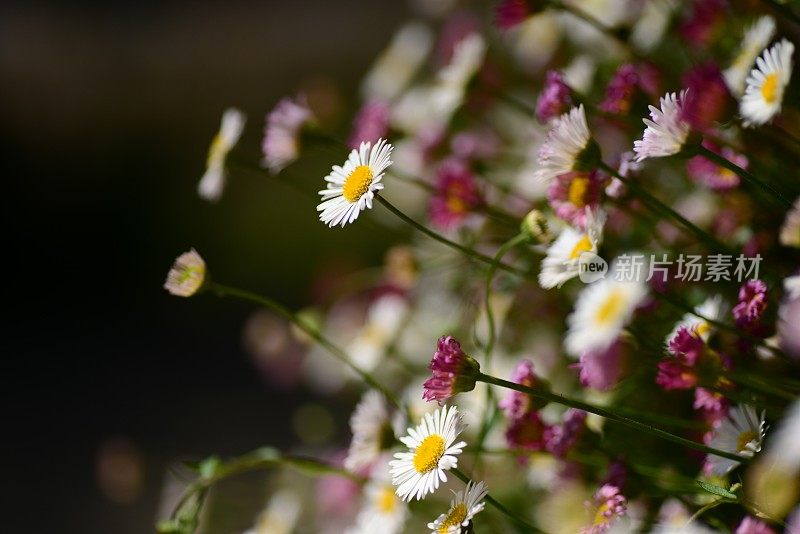 野雏菊，泽西岛，英国