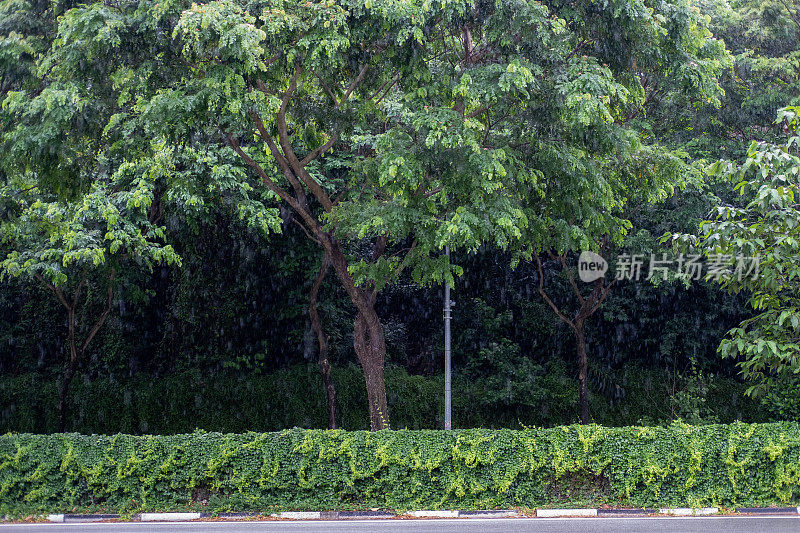 大雨天新加坡一棵大树的街景
