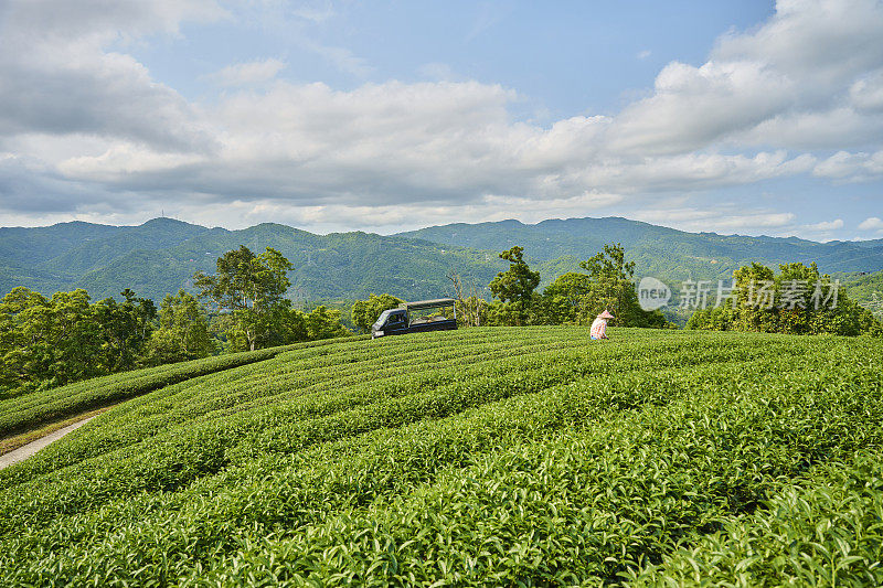 一位女农民在茶园里采摘茶叶。