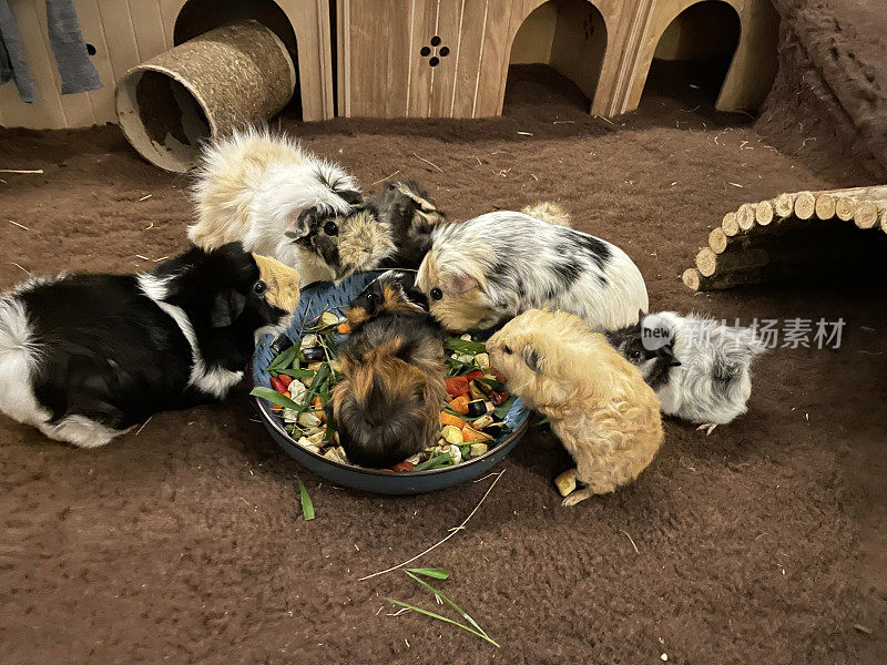 一群雌性短毛和长毛豚鼠吃着碗里切好的新鲜蔬菜和水果，室内有兽医床上用品，木屋筑巢箱，重点放在前景