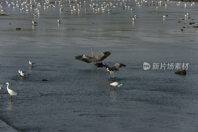 湿地苍鹭在夕阳下觅食